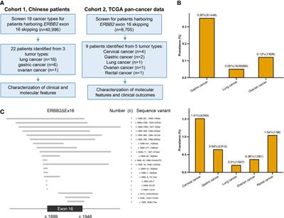 Investigation of the prevalence and clinical implications of ERBB2 exon 16 skipping mutations in Chinese pan-cancer patients
